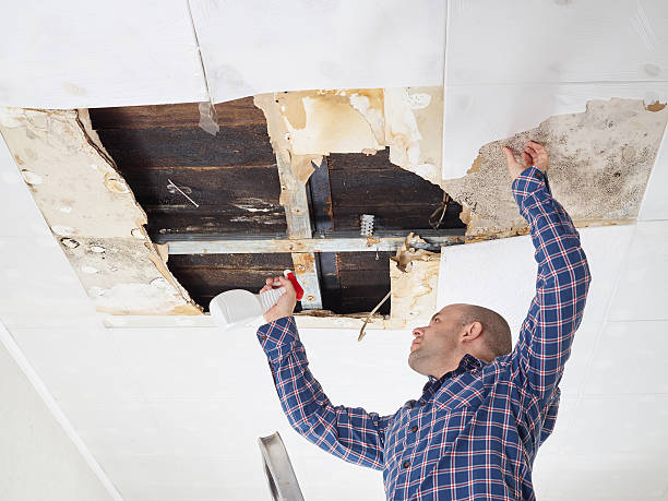 Best Attic Mold Removal  in Glasgow, MT